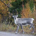 Rukanelioe